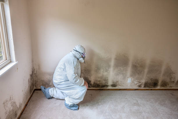 Moundsville, WV Mold Remediation Company